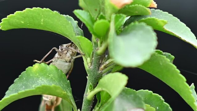 Bedbug walking on a green plant, over black background