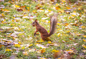 Autumn Squirrel standing on its hind legs on on green grass with fallen yellow leaves