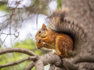 The squirrel with nut sits on tree in the autumn. Eurasian red squirrel, Sciurus vulgaris.