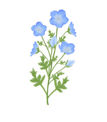 Blue flowers watercolor nemophila illustration.