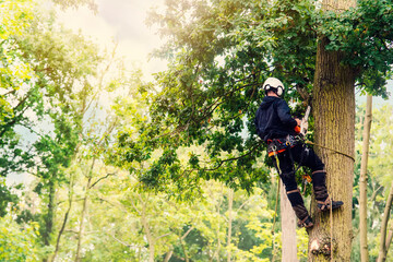 Arborist cutting down tree with petrol chainsaw - Powered by Adobe