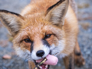Close up of a red fox Vulpes vulpes, sitting on a path in the forest.