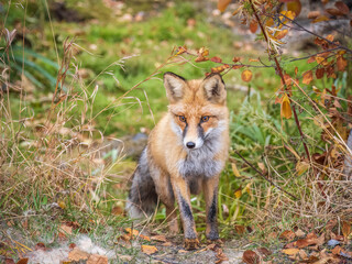 The red fox Vulpes vulpes walks along a path in the forest.