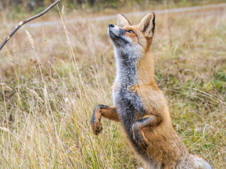 Close up of the muzzle of the red fox Vulpes vulpes in the autumn forest.