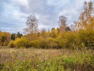 Trees with orange, green and yellow leaves in the autumn forest.