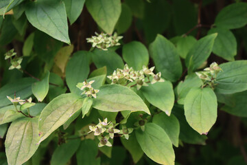 Close-up of Mock orange tree with green seeds on selective focus. Philadelphus tree on summer