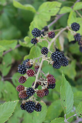 Ripe and unripe Blackberry fruits on branches. Rubus plant on late summer
