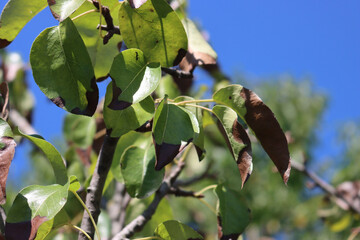 Brown spots on Pear tree green leaves on branchesagainst blue sky on a sunny day. Pyrus tree with...