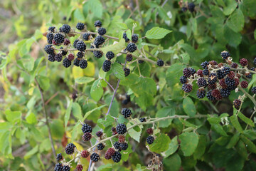 Ripe and unripe Blackberry fruits on branches. Rubus plant on late summer