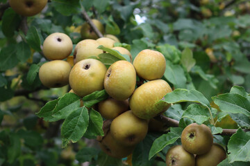 Golden Russset  (italian Ruggine) apples growing on branches in the orchard on late summer