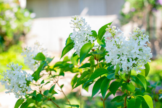 branch of white lilac blossoms in spring