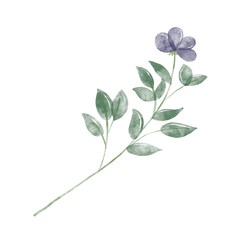 Purple flowers watercolor illustration.