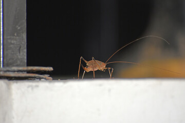 grasshoper on the wall