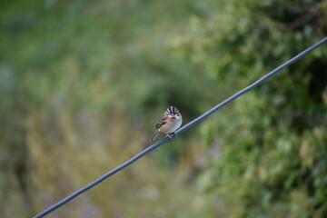 sparrow on a cable