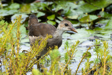 まだ狩りが上手くない若いバン