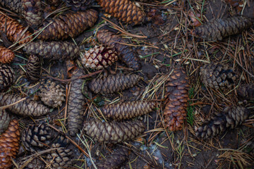 background of fir cones is very beautiful