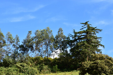 pine tree in the forest