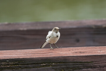 一羽取り残されたセグロセキレイの雛