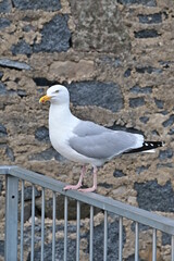 Weiß graue Möwe vor einem Steinwand, stehend auf einem Metallgeländer