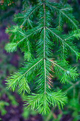 spruce branch of juicy green color in summer after rain