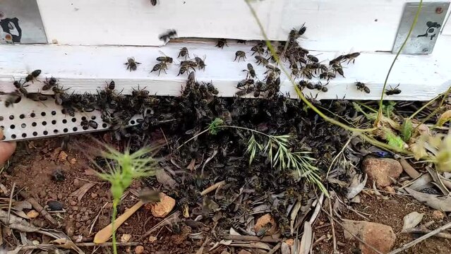 A Close-up shot shows a group of bees entering a bee house. Bee family at the entrance to the hive. Morocco