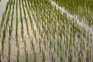 Rice crop planted in paddy field, Pakistan