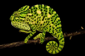 Gordijnen Indian chameleon on a branch © samson