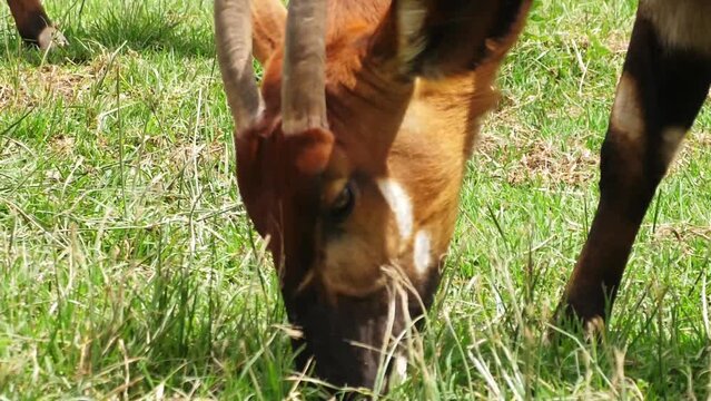 Eastern Mountain Bongo Antelope Feeding