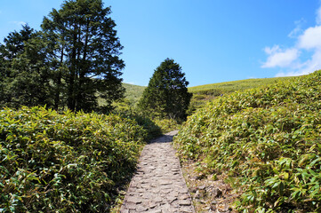 Fototapeta na wymiar 中央アルプス　富士見台高原の登山道