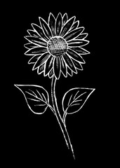 On a black background, a white sunflower flower