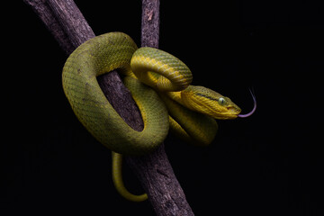 Bamboo Pit Viper