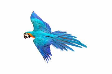 Colorful macaw parrot flying isolated on white.