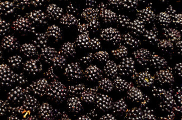 Pattern of freshly picked blackberries, close up.