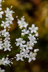 Valeriana tripteris flower growing in meadow, close up