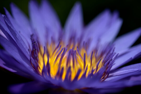 Blooming Lily Blooming Lily