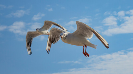 Seagulls. Sea.
