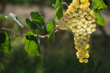 A bunch of grapes with dew before harvest. Beautiful vine on a green background. Dew drops on ripe...
