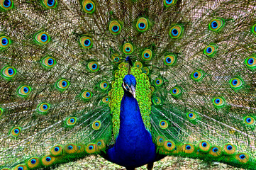 Indian peacock (Pavo) displaying his train - obrazy, fototapety, plakaty