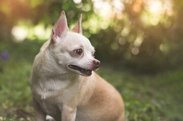 cute brown short hair chihuahua dog sitting  on green grass in the garden,looking back curiously.