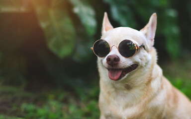 brown short hair  chihuahua dog wearing sunglasses sitting  on  green grass in the garden. smiling with tongue out.