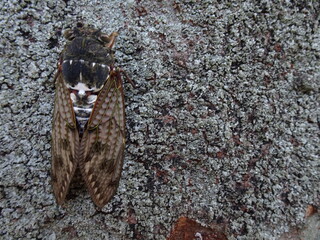木の幹の左側に留まったアブラゼミ