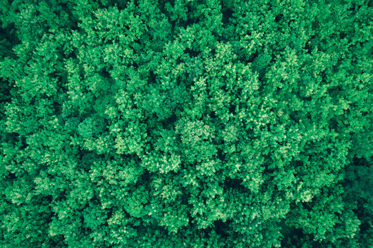Autumn Tones of Aerial top view forest tree, Rainforest ecosystem and healthy environment concept and background, Texture of green tree forest view from above.	