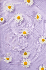 Chamomile flowers in vilolet purple water banner with concentric circles and ripples. Natural beauty Spa concept, ecology, organic cosmetic, Copy space, flyer - 525752111