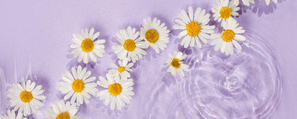 Chamomile flowers in vilolet purple water banner with concentric circles and ripples. Natural beauty Spa concept, ecology, organic cosmetic, Copy space, flyer