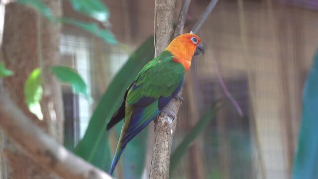 Beautiful jandaya conure parakeet, aratinga jandaya perching on the tree with vibrant and colorful appearance, stretching its wing in an enclosed environment at bird sanctuary wildlife park.
