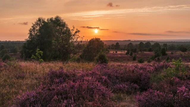 Timelapse of Sunset in Blooming Heathland (L&uuml;neburger Heide, Germany)