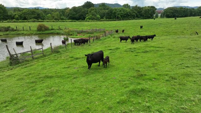 Manure management theme. Cattle graze in meadow and wade in pond. Aerial view.