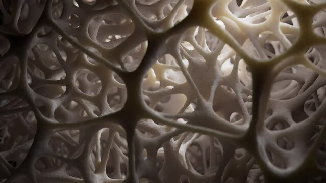 Slow camera dolly revealing healthy bone tissue, realistic 3d animation.