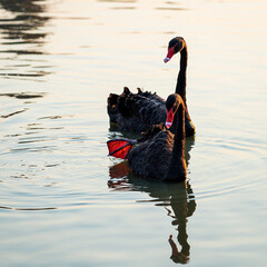Black swans. Two black swans float in the river