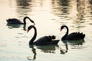 Black swans. three black swans float in the river